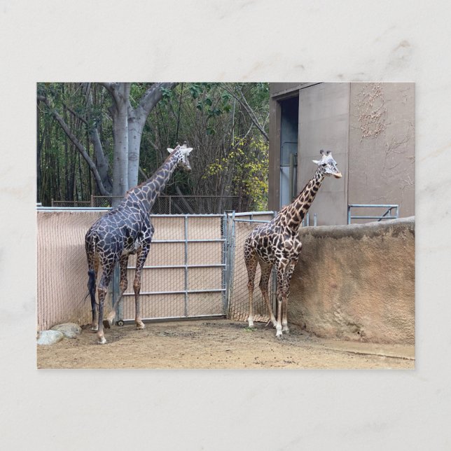 Cartão Postal Hora do almoço (Frente)