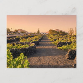 Cartão Postal Hora Dourada sobre os Vinhedos La Geria Lanzarote