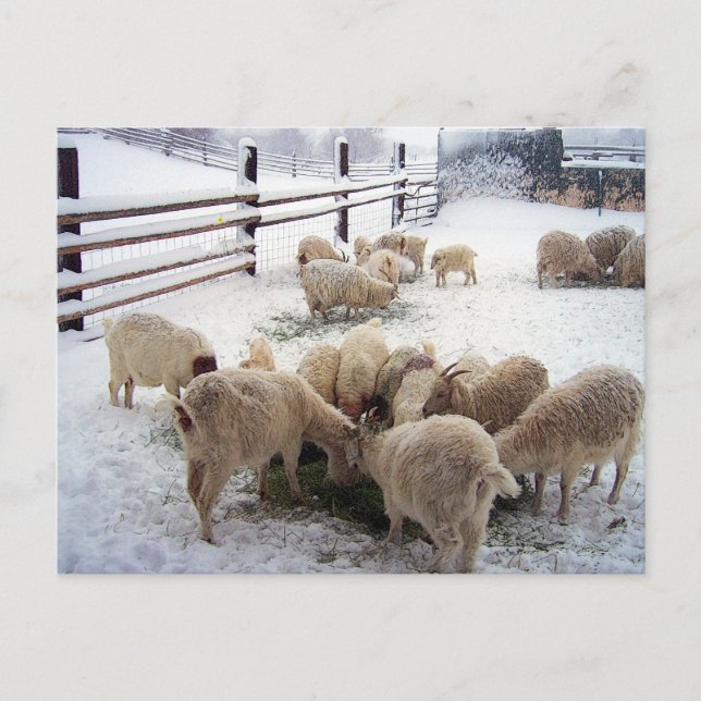 Cartão Postal Horário De Inverno Para Caprinos (Frente)
