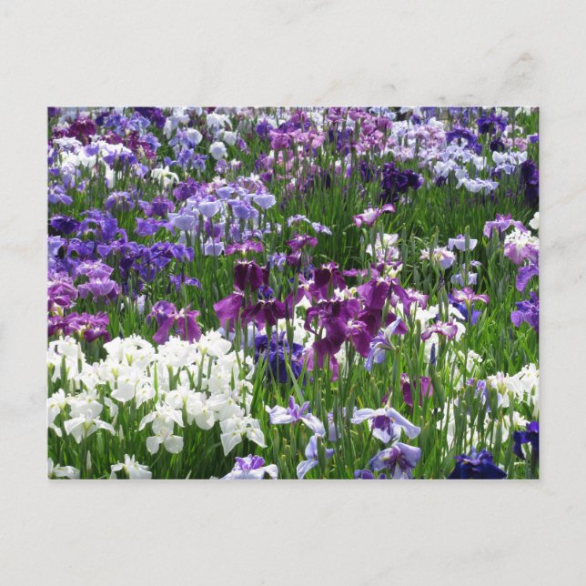 Cartão Postal Horikiri Iris Garden: Tóquio, Japão (Frente)