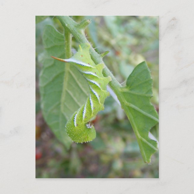 Cartão Postal Horn Worm ~ postal (Frente)