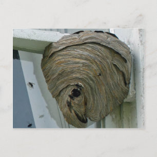 Cartão Postal Hornets Nest