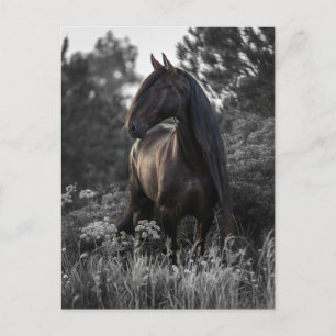 Cartão Postal Horse Black White Photo Modern