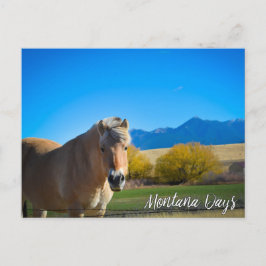 Cartão Postal Horse Blue Sky e Montanhas Montana