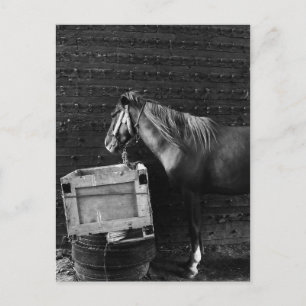 Cartão Postal Horse Break