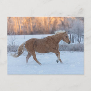 Cartão Postal Horse Drive in Winter on Hideout Ranch