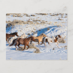 Cartão Postal Horse Drive in Winter on Hideout Ranch