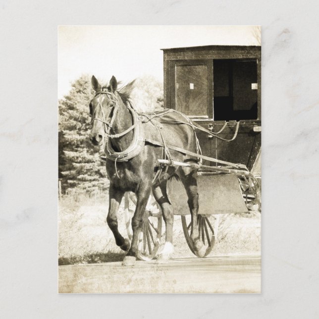 Cartão Postal Horse e Buggy Sepia (Frente)