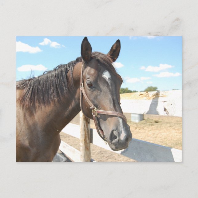 Cartão Postal Horse Love (Frente)