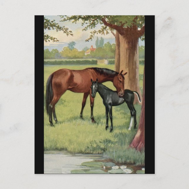 Cartão Postal Horse Mare Foal Equestrian Vintage (Frente)
