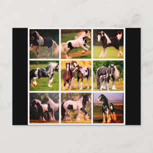 Cartão Postal Horse Postcard