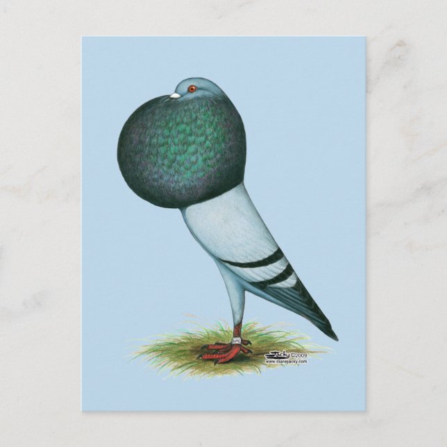 Cartão Postal Horseman Pouter Pigeon Blue (Frente)