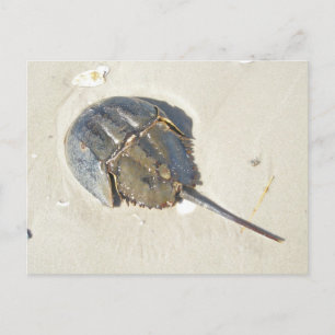 Cartão Postal Horseshoe Crab Postcard