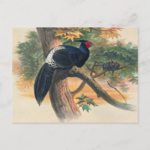 Cartão Postal Horsfield's Kaleege de Joseph Wolf