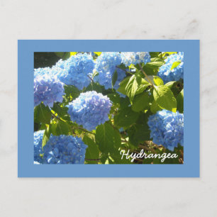 Cartão Postal Hortênsia Azul Ensolarada