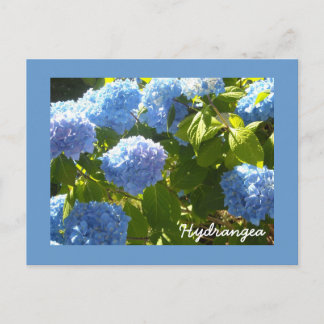 Cartão Postal Hortênsia Azul Ensolarada