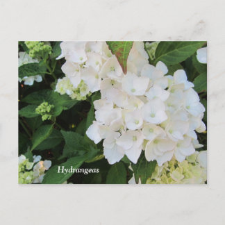 Cartão Postal Hortênsias Brancas