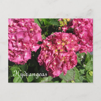 Cartão Postal Hortênsias Rosa