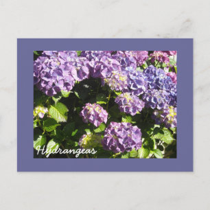 Cartão Postal Hortênsias Violeta Profundo