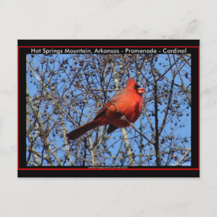 Cartão Postal Hot Springs Mountain Promenade  Presentes Cardinal