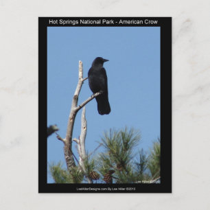 Cartão Postal Hots Springs National Park, AR - Corvo Americano