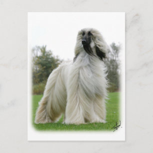 Cartão Postal Hound Afegão 9Y247D-025