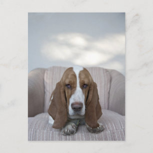 Cartão Postal Hound Basset