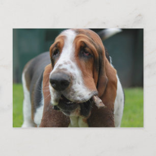 Cartão Postal Hound Basset
