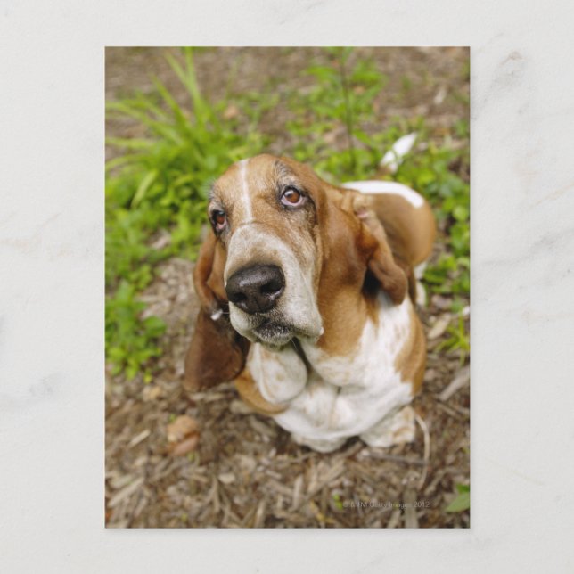 Cartão Postal Hound Basset 2 (Frente)