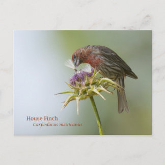Cartão Postal House Finch