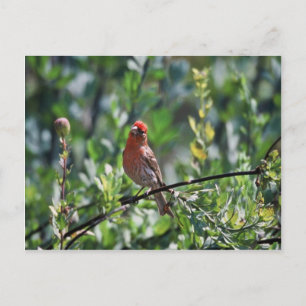 Cartão Postal House Finch