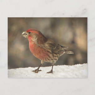 Cartão Postal House Finch