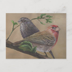 Cartão Postal House Finch Pair