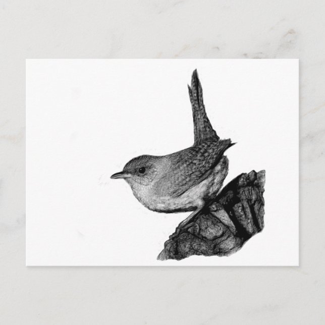 Cartão Postal House Wren (Frente)
