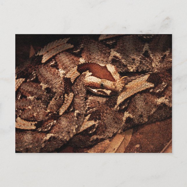 Cartão Postal Houston Zoo (Frente)