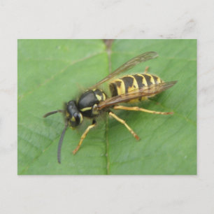 Cartão Postal Hoverfly em um Cartão-postal Folha