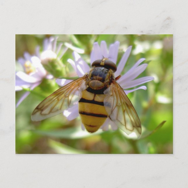 Cartão Postal Hoverfly - Volucella inanis (Frente)