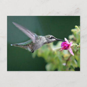 Cartão Postal Hovering Hummingbird