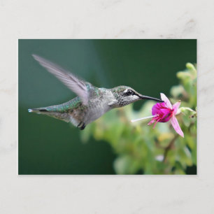 Cartão Postal Hovering Hummingbird