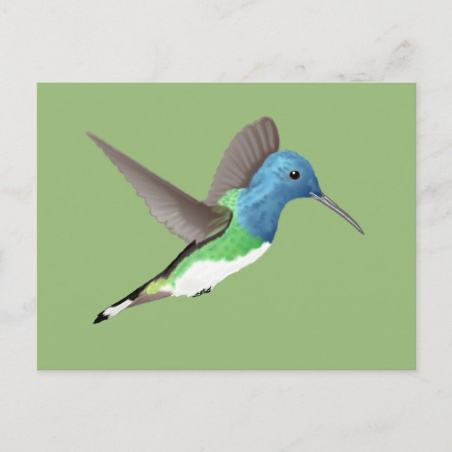 Cartão Postal Hovering Jacobin Hummingbird - transparente. (Frente)