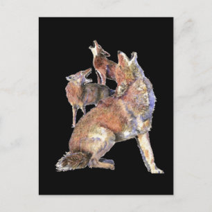 Cartão Postal Howling Coyote Pack, Animal, Nature Willife