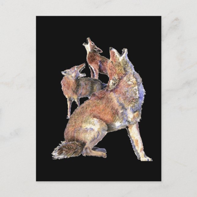 Cartão Postal Howling Coyote Pack, Animal, Nature Willife (Frente)