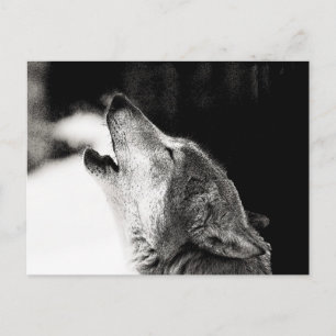 Cartão Postal Howling Wolf