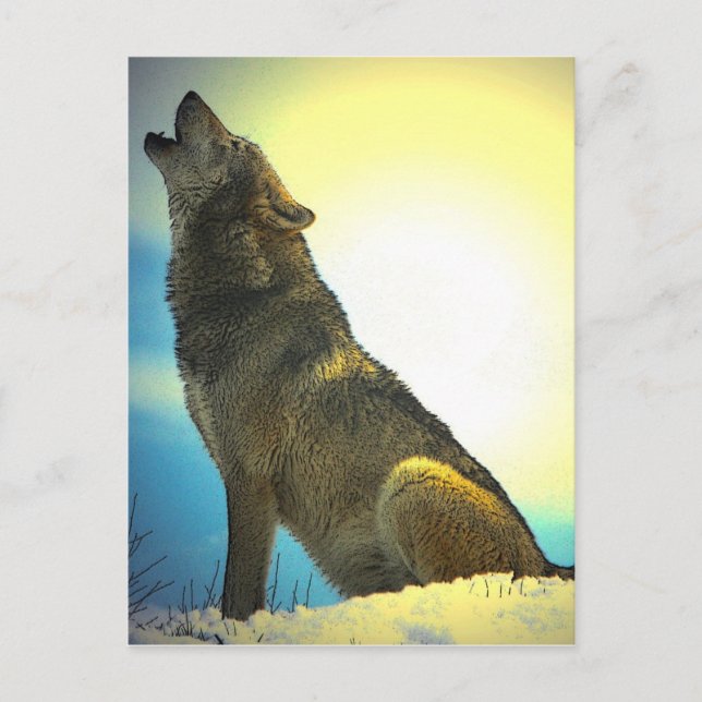 Cartão Postal Howling Wolf no Sunset (Frente)