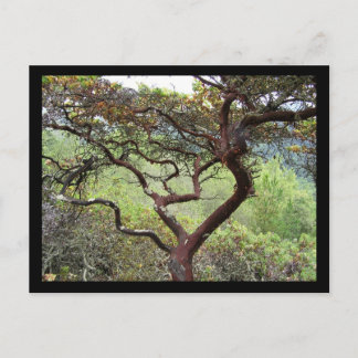 Cartão Postal Huckleberry Preserve