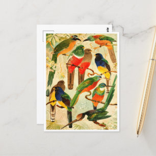 Cartão Postal Hudú, Surucuás, Arirámbas da floresta virgem