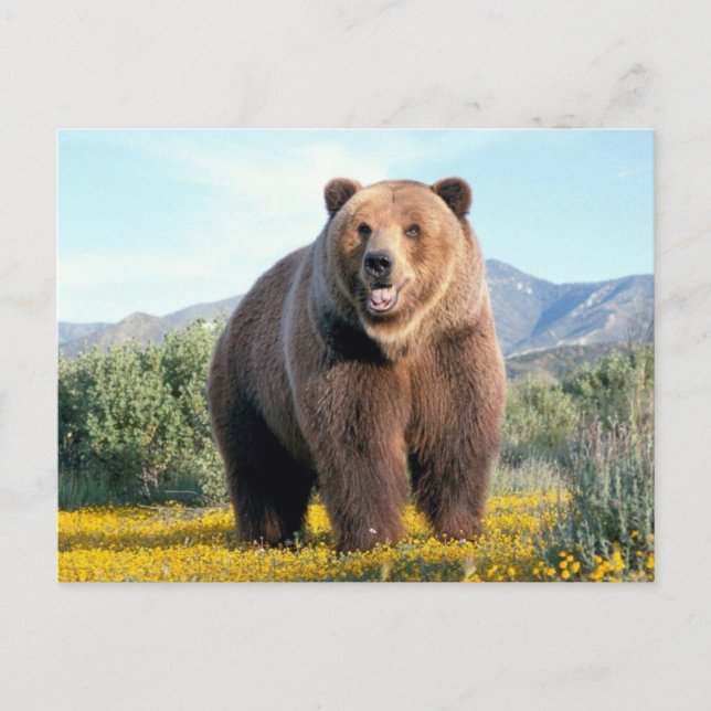 Cartão Postal Huge Brown Bear (Frente)