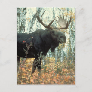 Cartão Postal Huge Moose