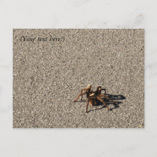 Cartão Postal HuGe sPiDeR II