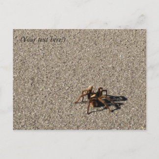 Cartão Postal HuGe sPiDeR II